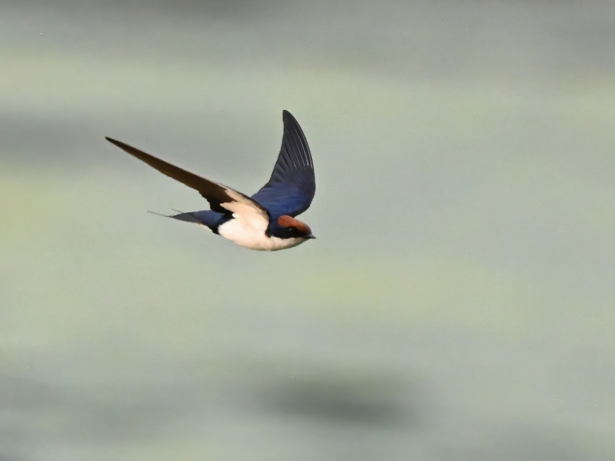 Wire-tailed Swallow - ML577756691