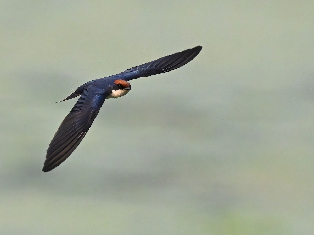 Wire-tailed Swallow - ML577756701