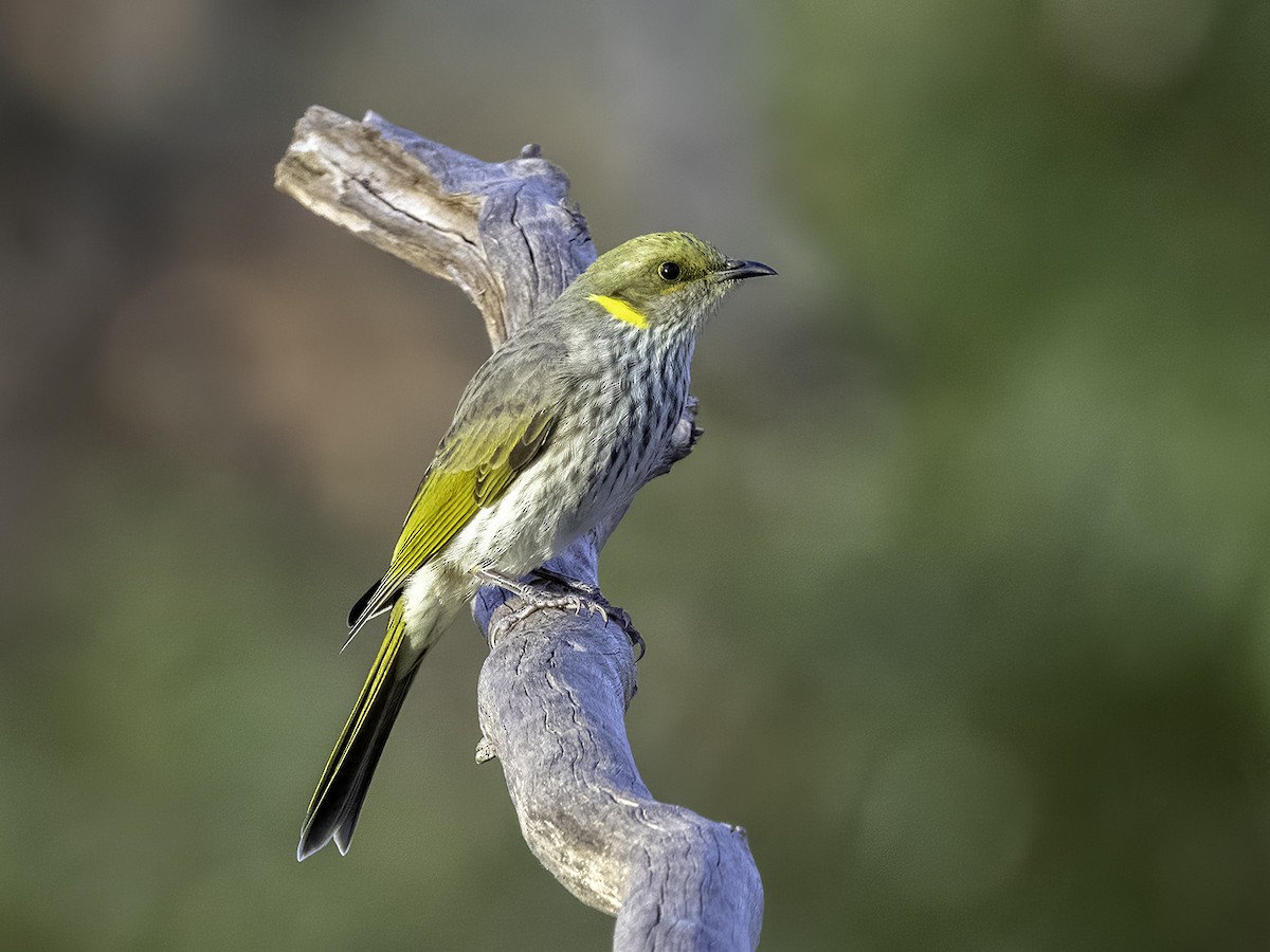 Yellow-plumed Honeyeater - David and Kathy Cook