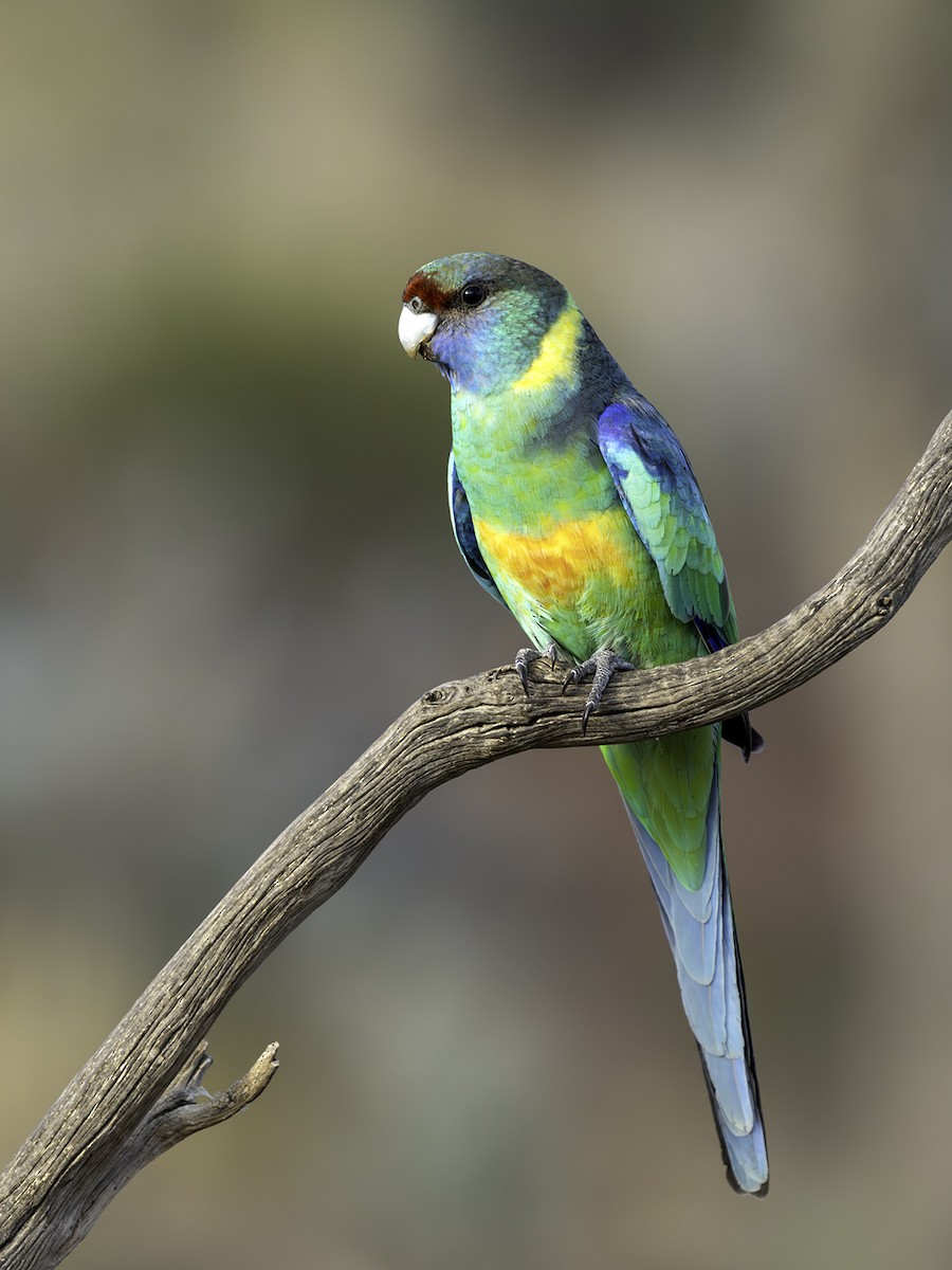 Воротничковый попугай (barnardi) - ML577758471