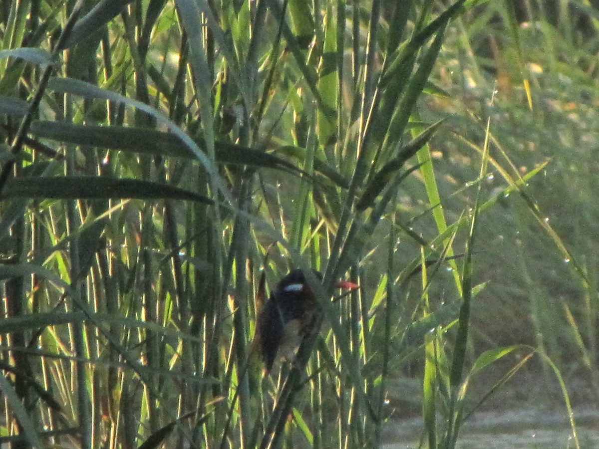 Malachite Kingfisher - Tarun Khumalo