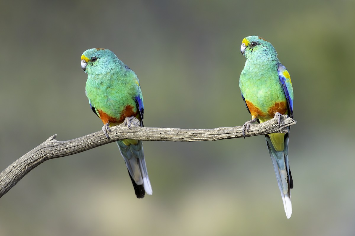 Разноцветный попугайчик - ML577758871