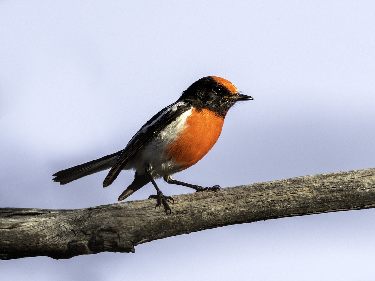 Red-capped Robin - ML577759781