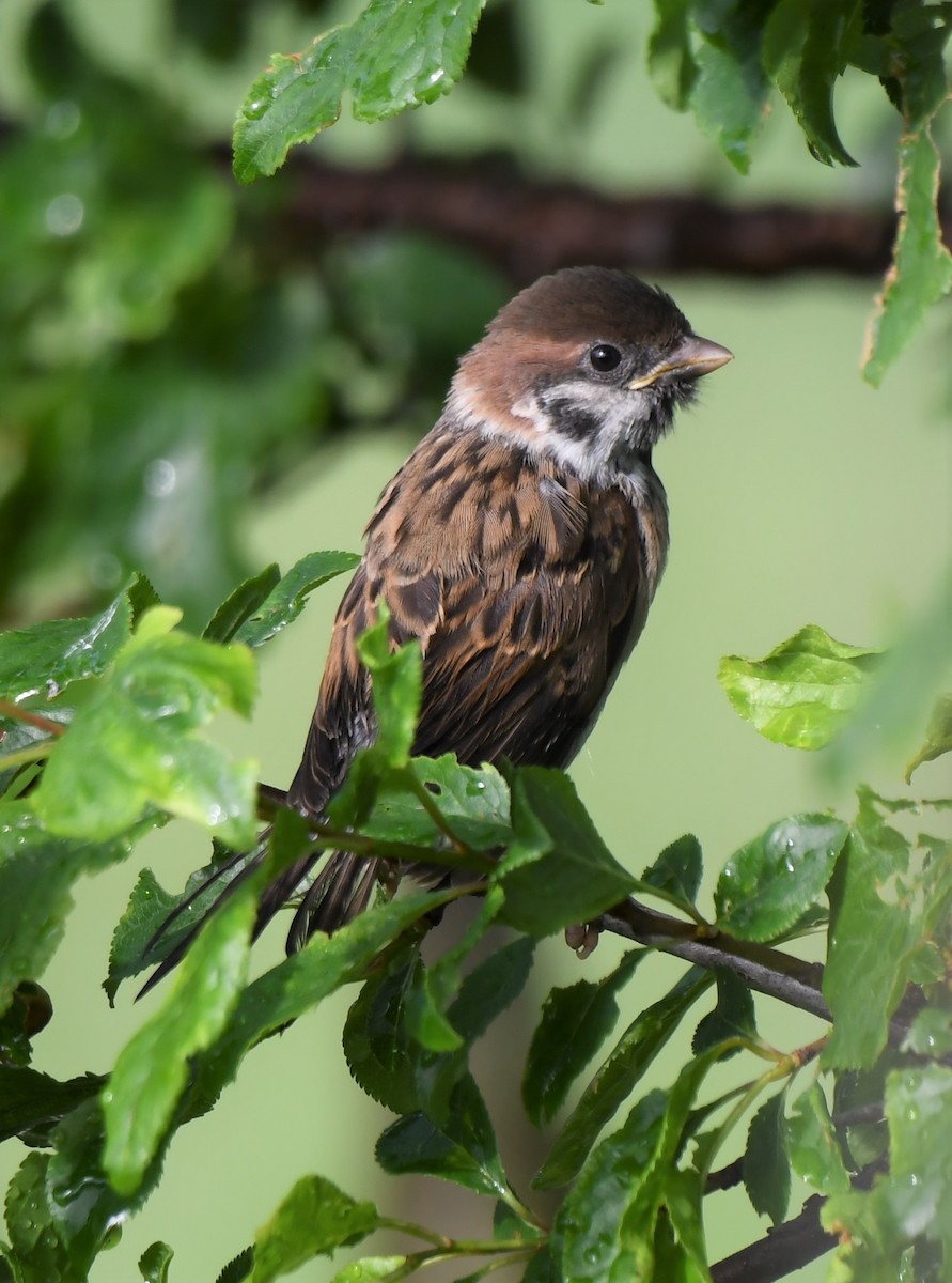 Eurasian Tree Sparrow - ML577761131