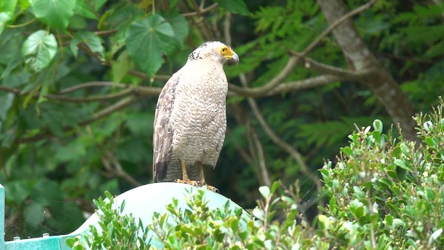 Crested Serpent-Eagle (Ryukyu) - ML577763481