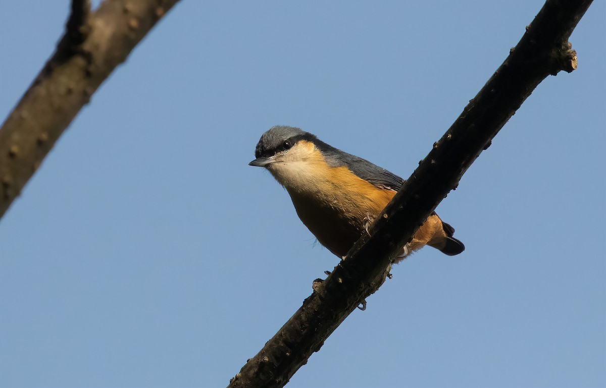 White-tailed Nuthatch - ML577763521