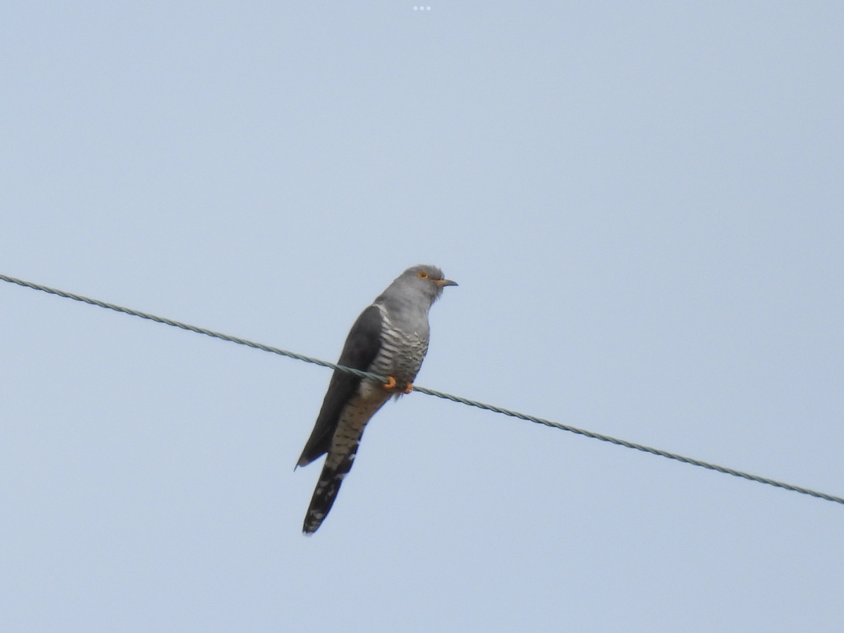 Common Cuckoo - ML577764911