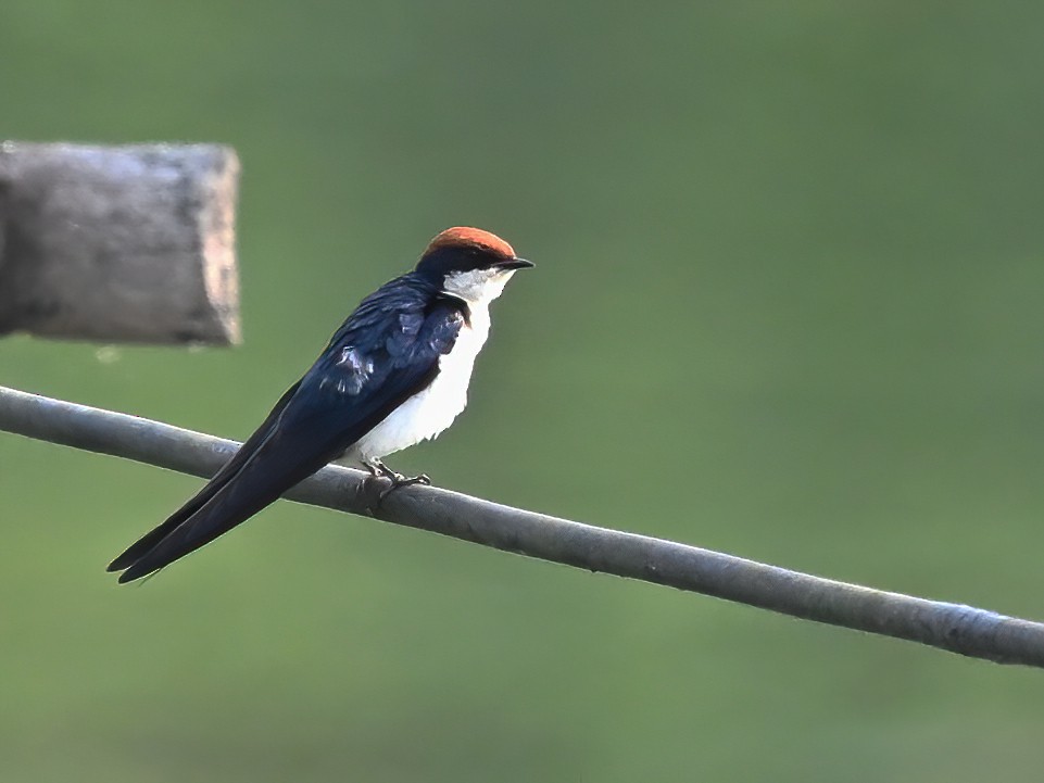 Wire-tailed Swallow - ML577769521