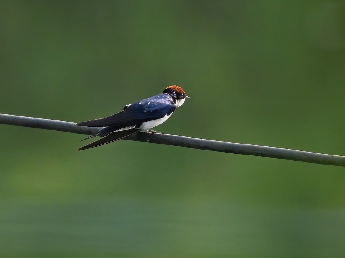 Wire-tailed Swallow - ML577769531