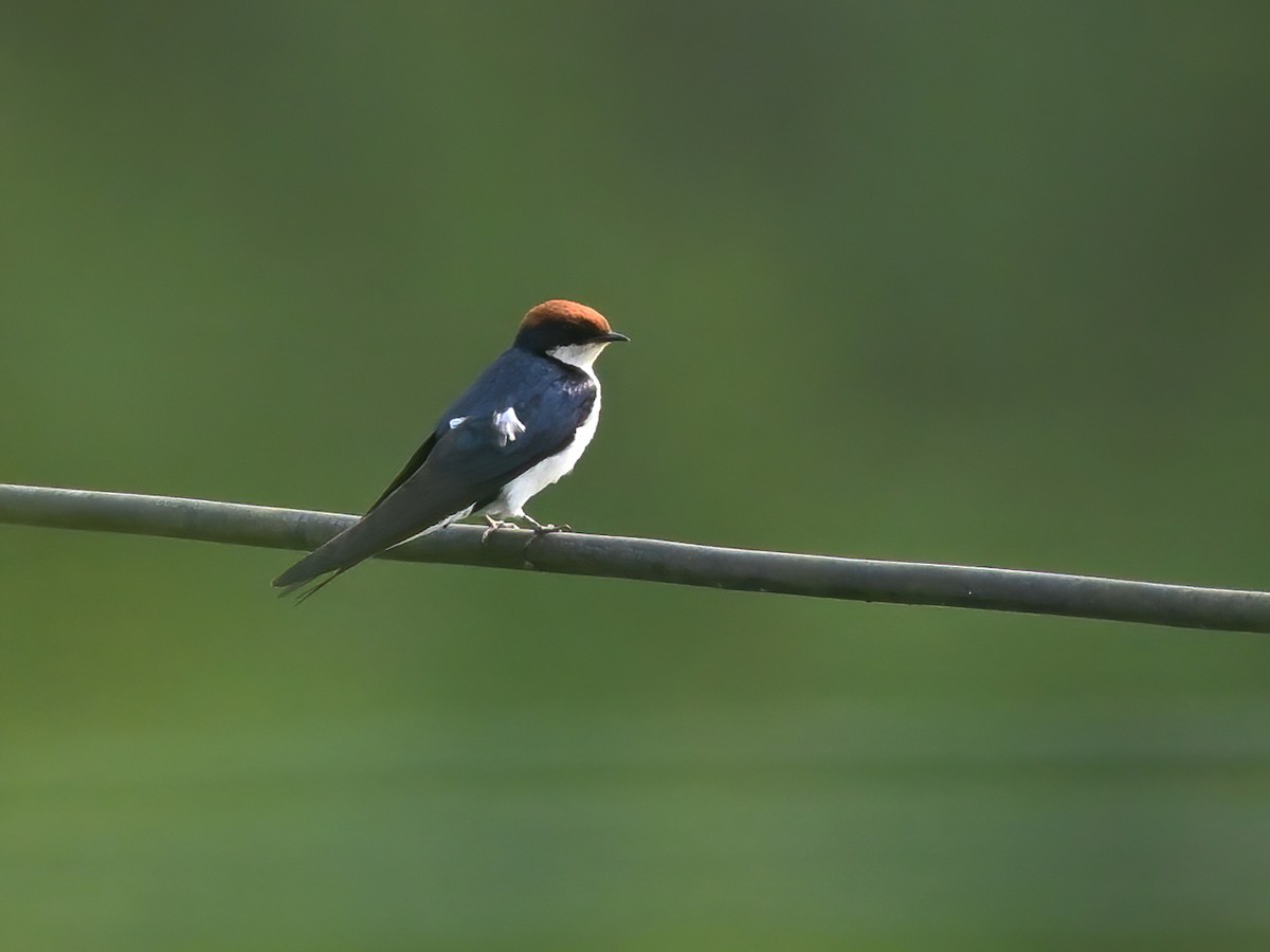 Wire-tailed Swallow - ML577769541
