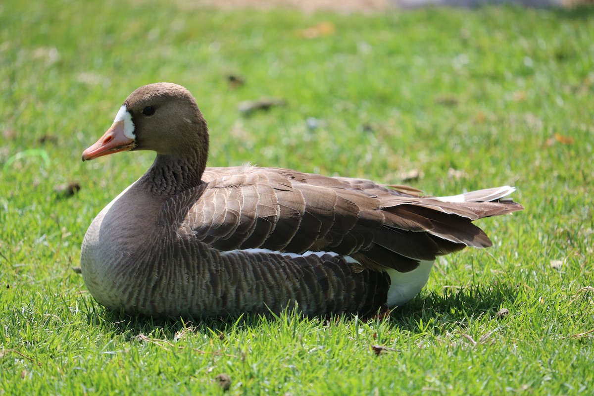 Greater White-fronted Goose - ML57777131