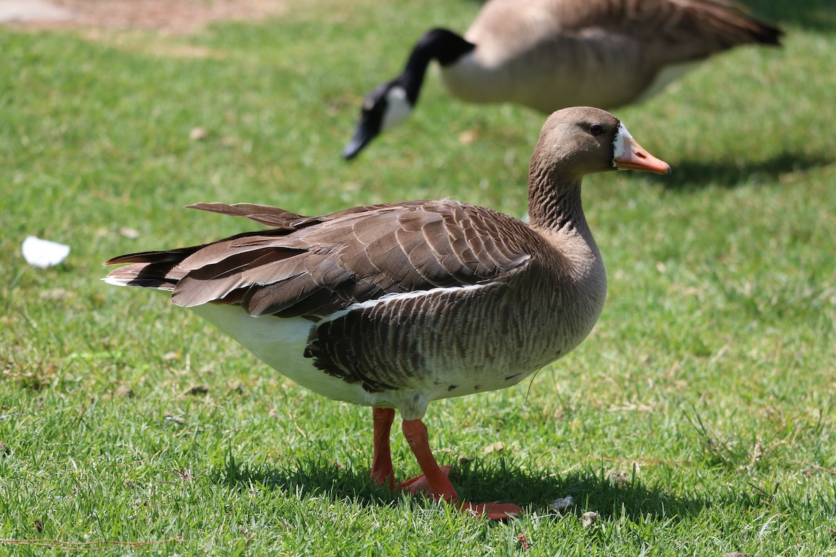 Greater White-fronted Goose - Ryan Winkleman