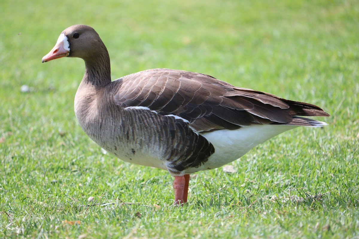 Greater White-fronted Goose - ML57777401