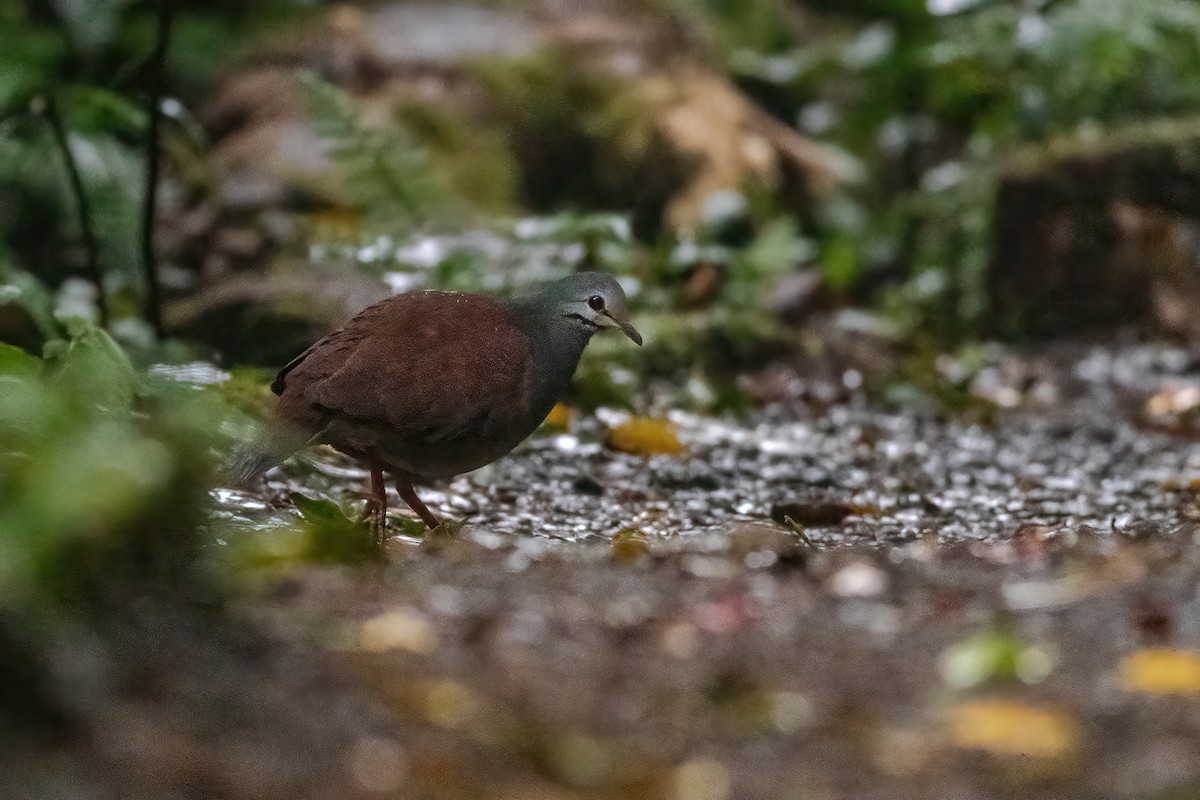 Buff-fronted Quail-Dove - ML577775281
