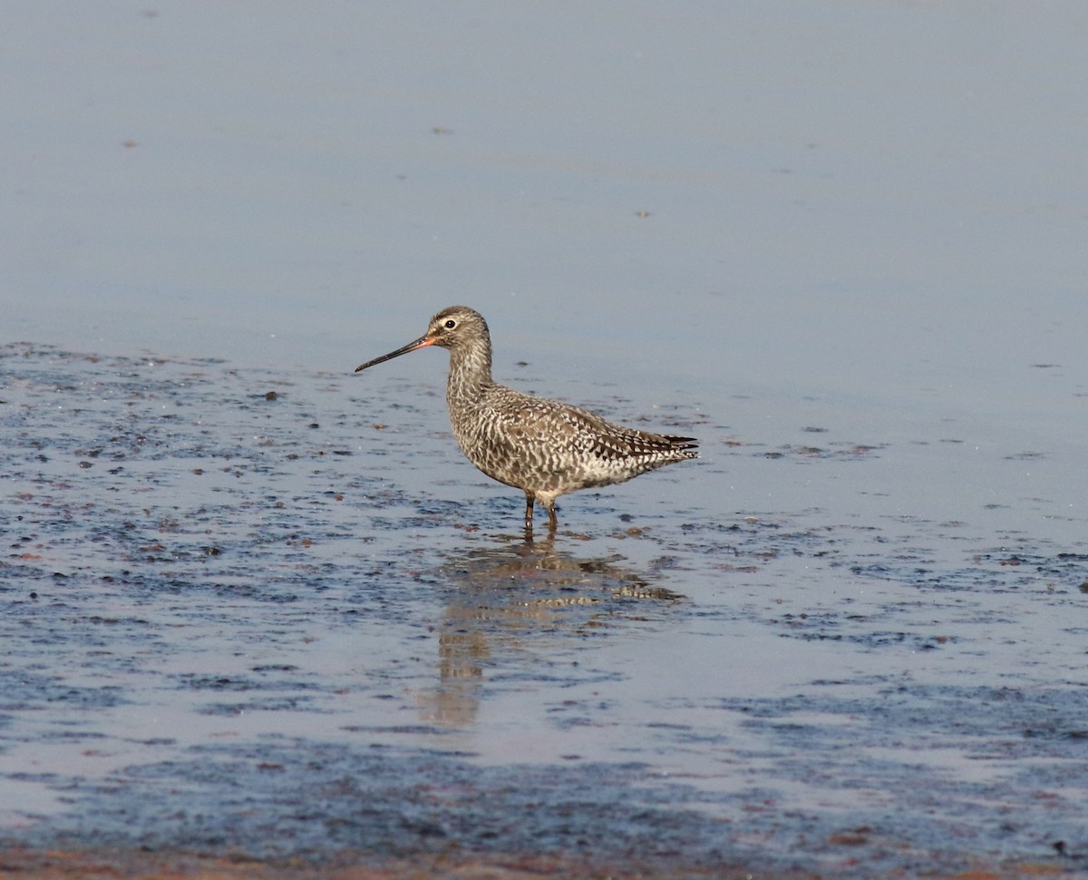 Spotted Redshank - ML577783571