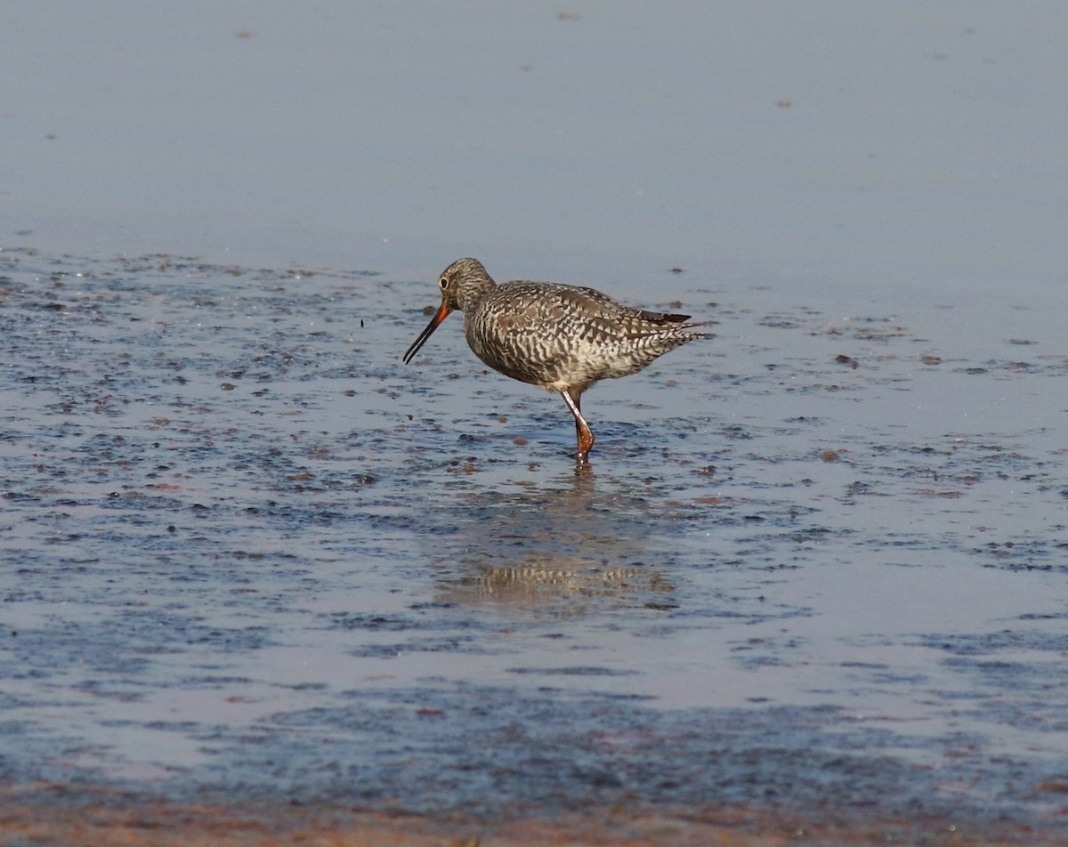 Spotted Redshank - ML577783601