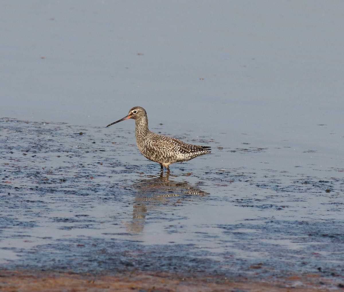 Spotted Redshank - ML577783631