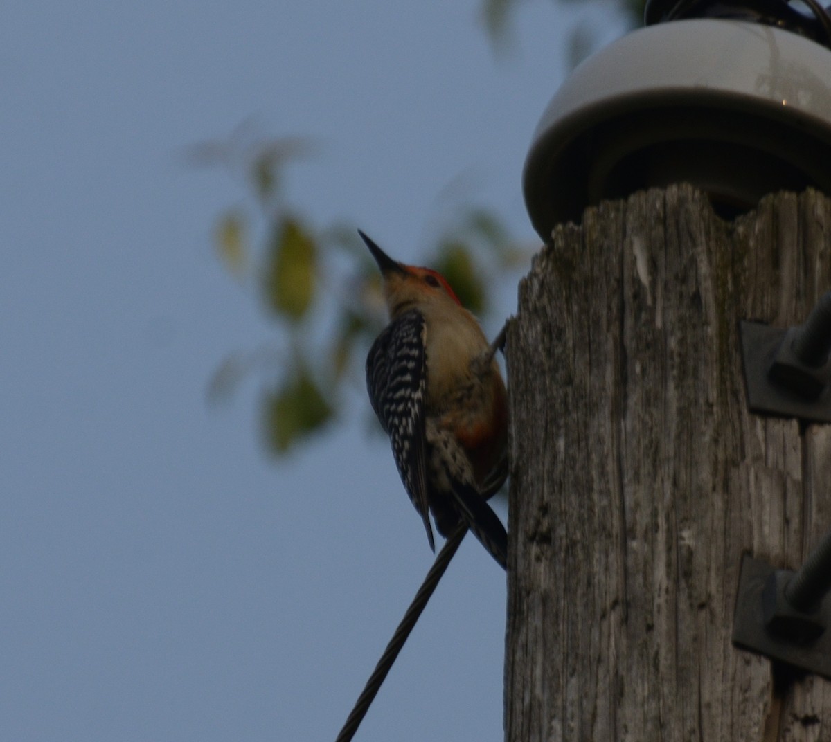 Red-bellied Woodpecker - ML577788481