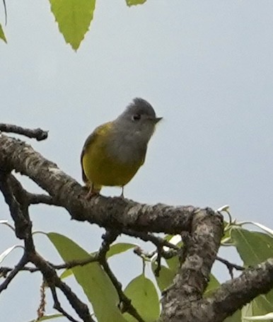 Gray-headed Canary-Flycatcher - ML577788731
