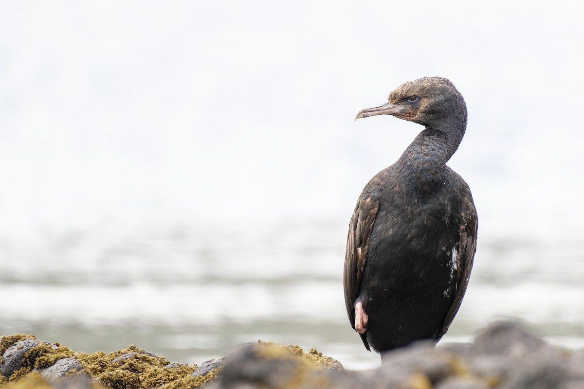 Stewart Island Shag (Otago) - Bird Dude