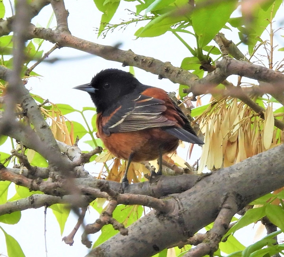 Orchard Oriole - ML577790541