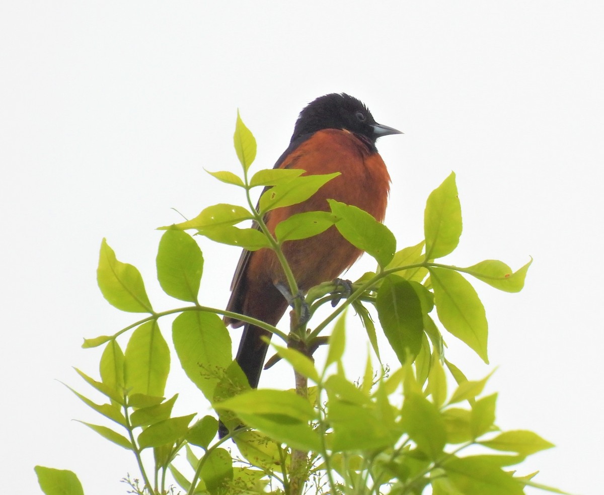 Orchard Oriole - ML577790551