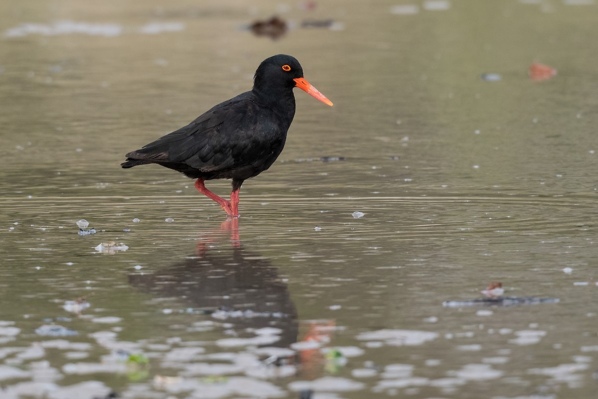 African Oystercatcher - Terence Alexander
