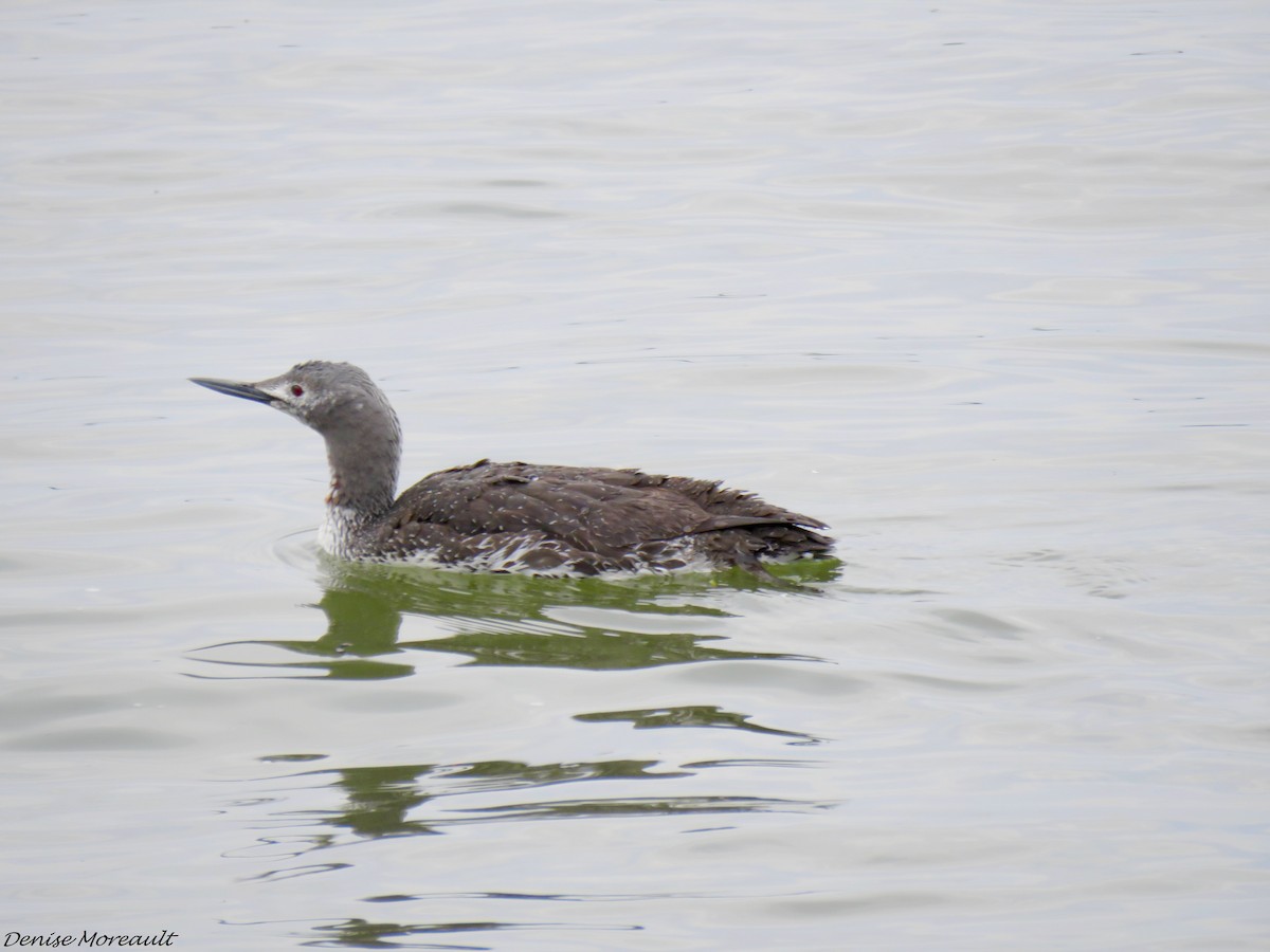 Red-throated Loon - ML577792221