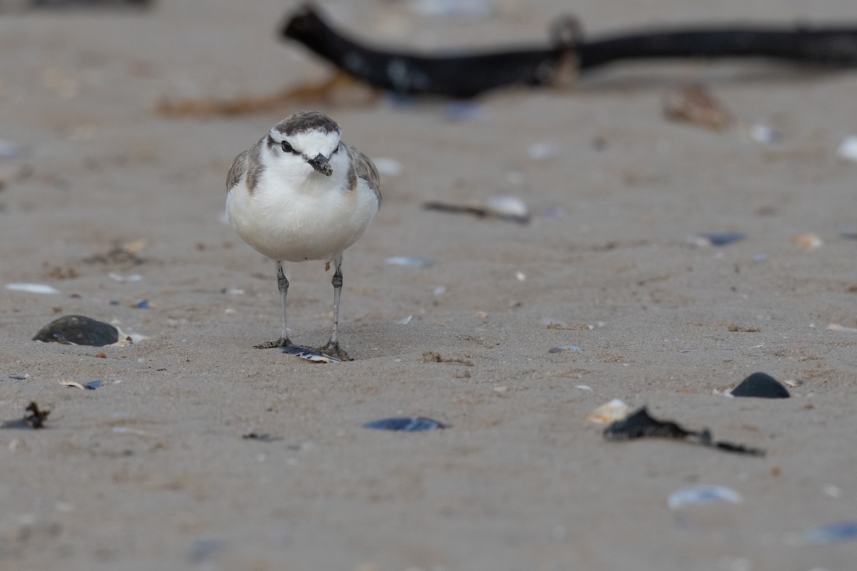 White-fronted Plover - ML577792371