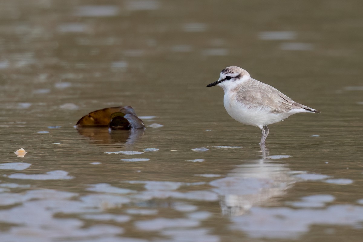 White-fronted Plover - ML577792381