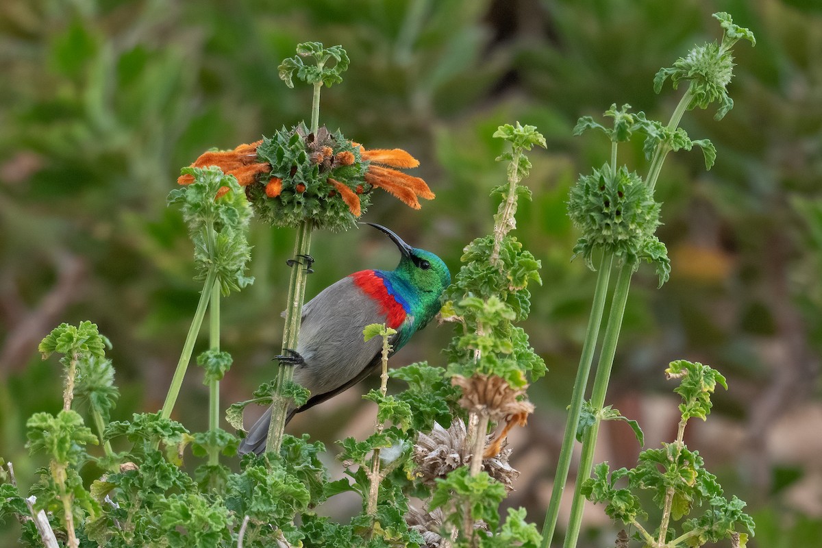 Southern Double-collared Sunbird - Terence Alexander
