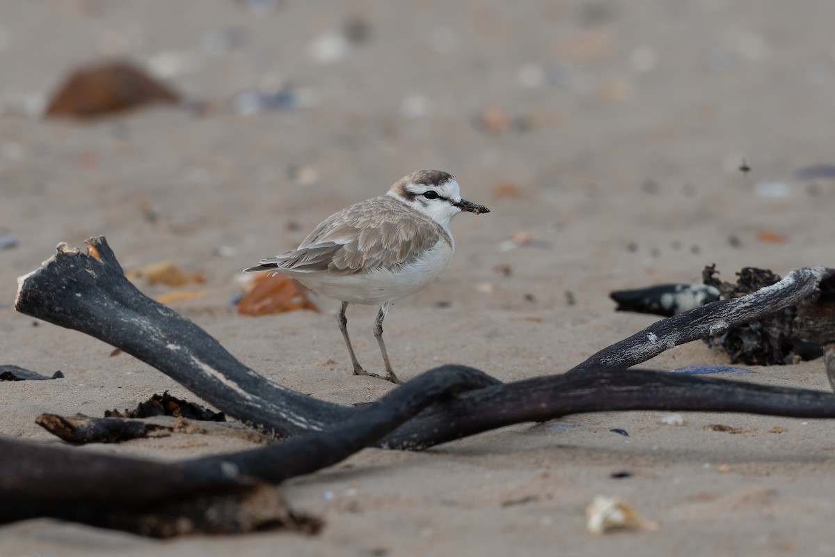 White-fronted Plover - ML577796461