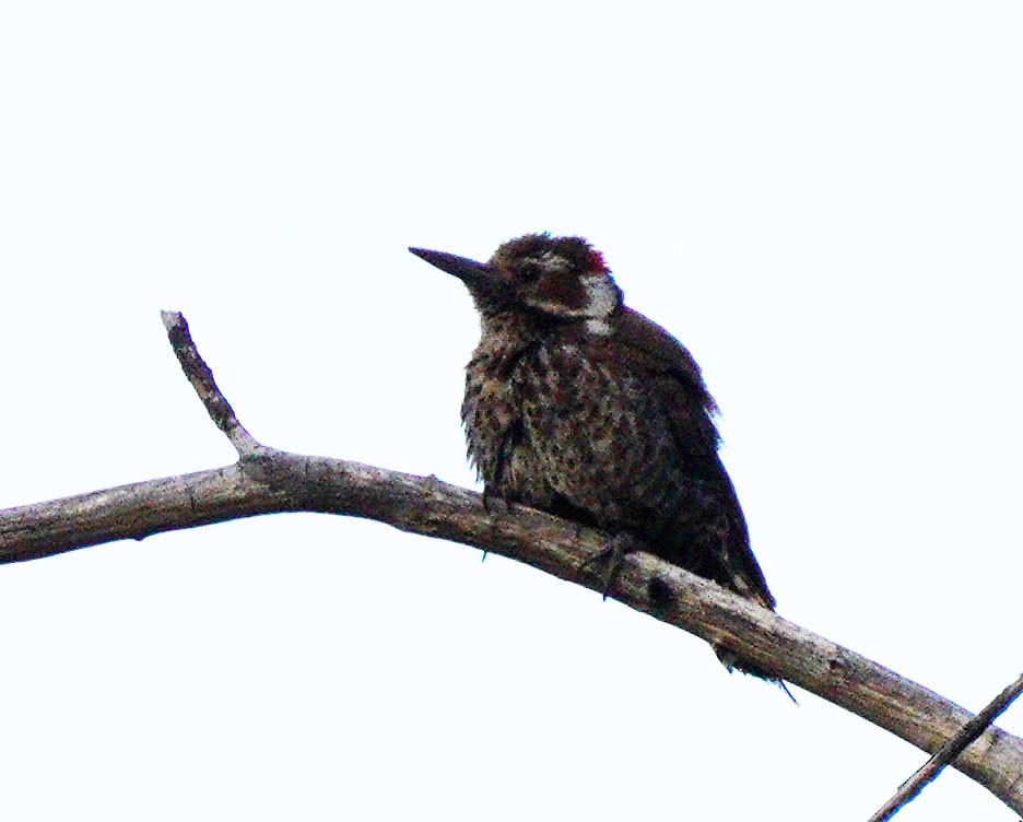 Arizona Woodpecker - ML577799161