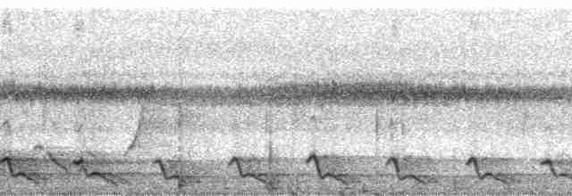 Méliphage de Viti Levu - ML5778