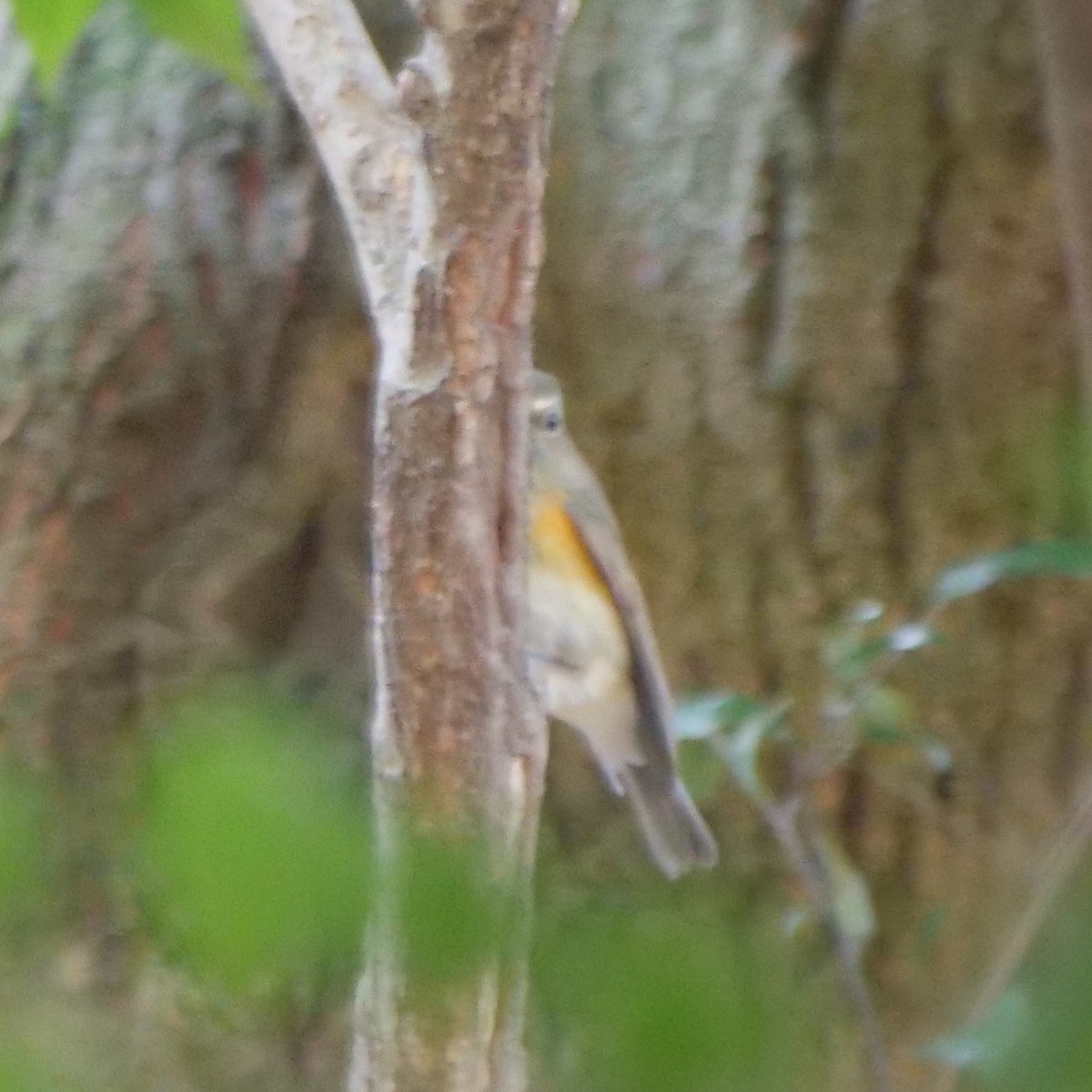 Red-flanked Bluetail - ML577800991