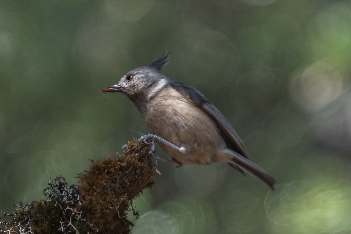 Gray-crested Tit - ML577804681