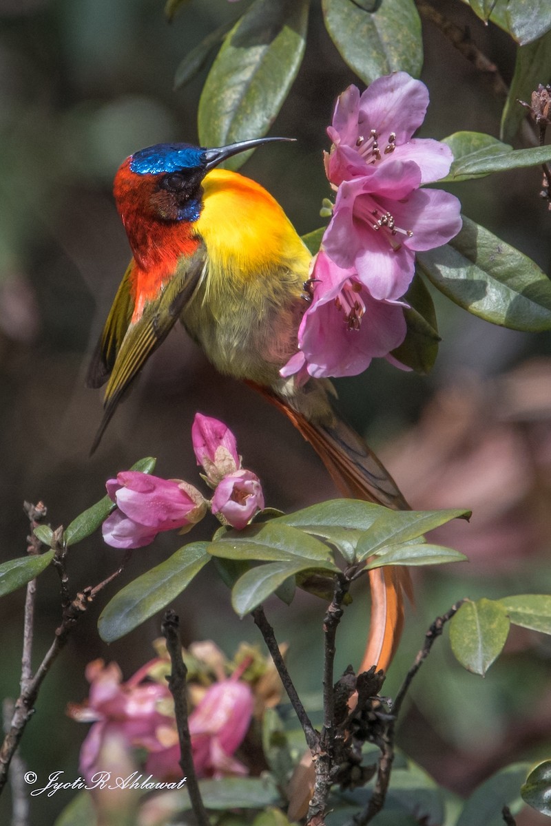 Fire-tailed Sunbird - Jyoti Rani Ahlawat