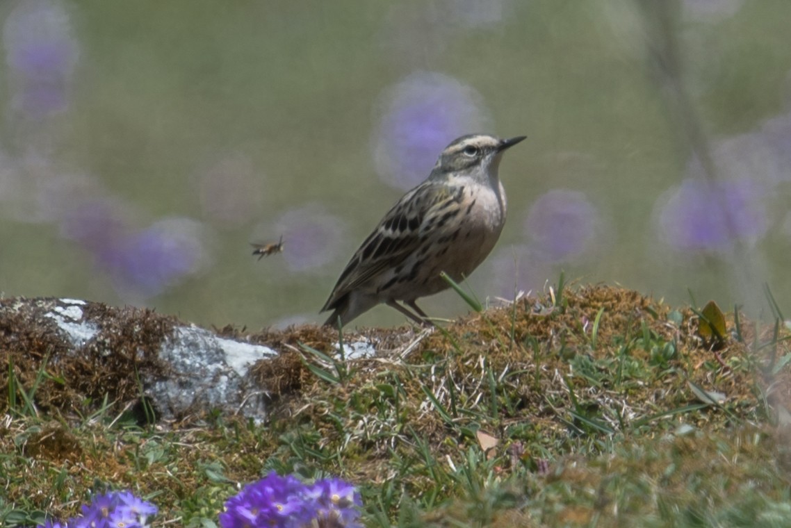 Rosy Pipit - ML577805821