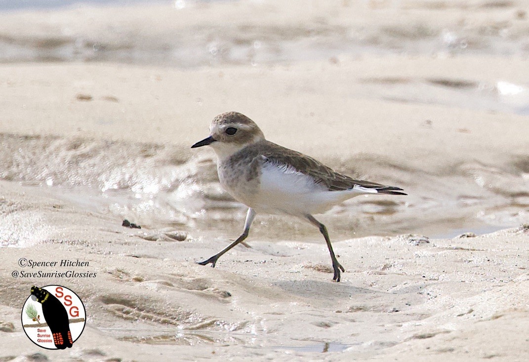 Double-banded Plover - ML577809621