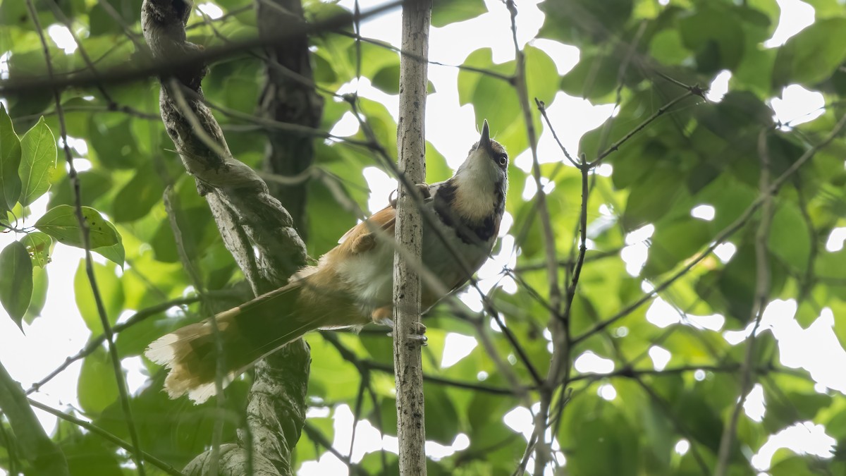 Lesser Necklaced Laughingthrush - ML577811101