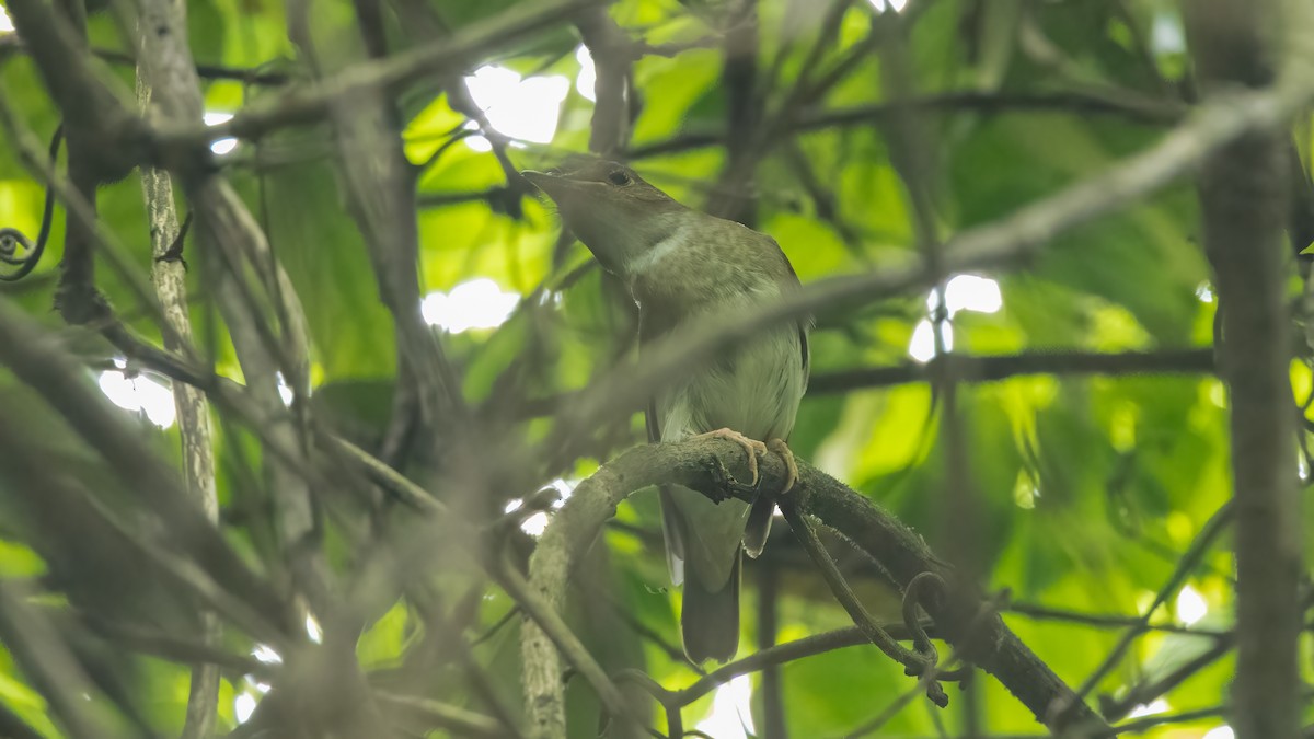 Brown-chested Jungle Flycatcher - ML577811221