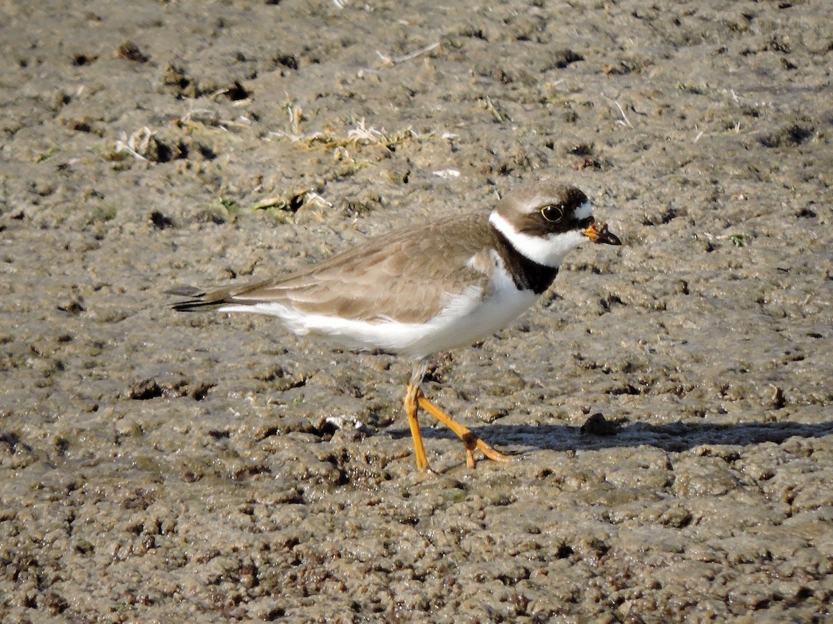 Semipalmated Plover - ML57781221