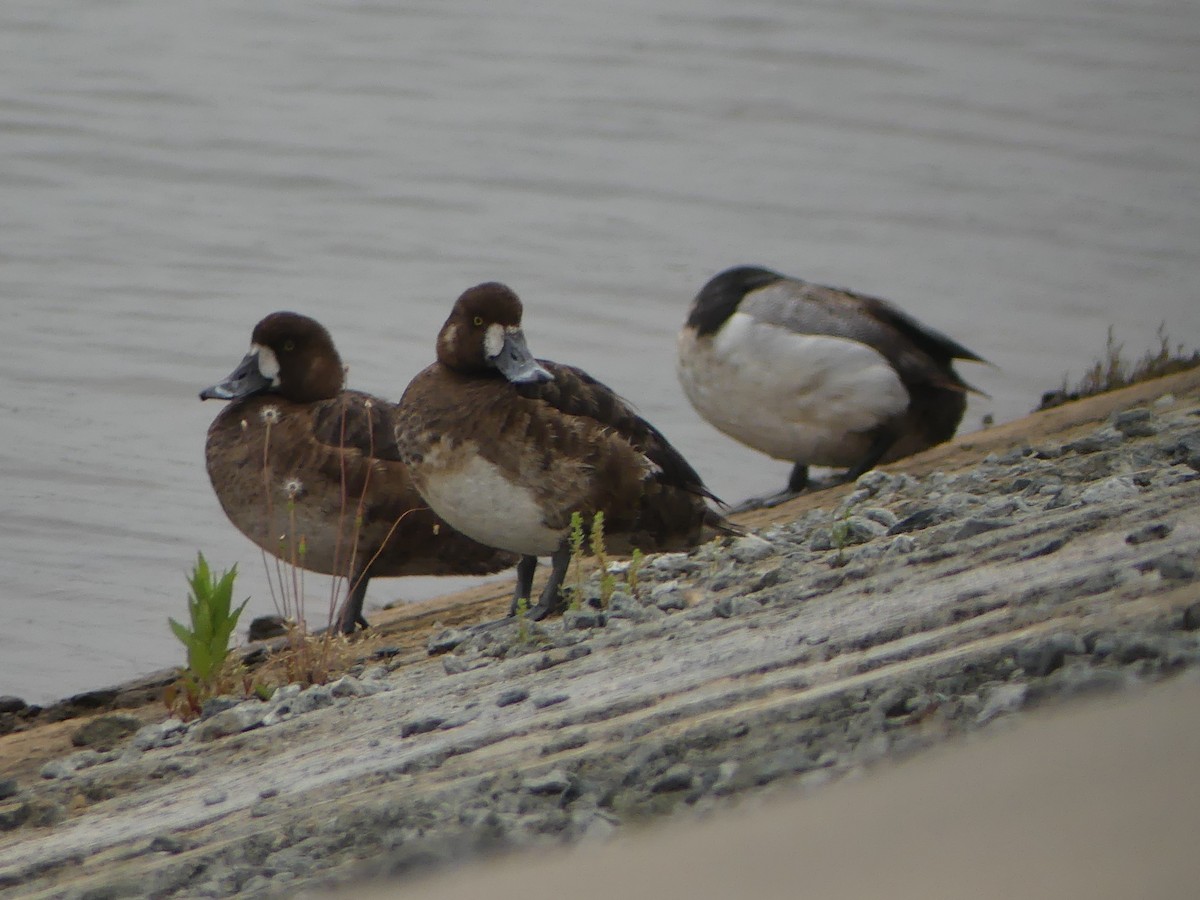 Greater Scaup - ML57781251
