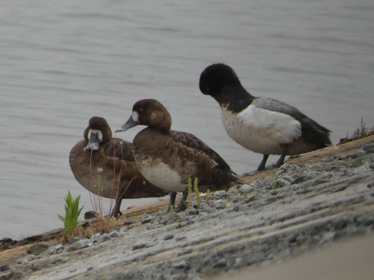 Greater Scaup - ML57781261