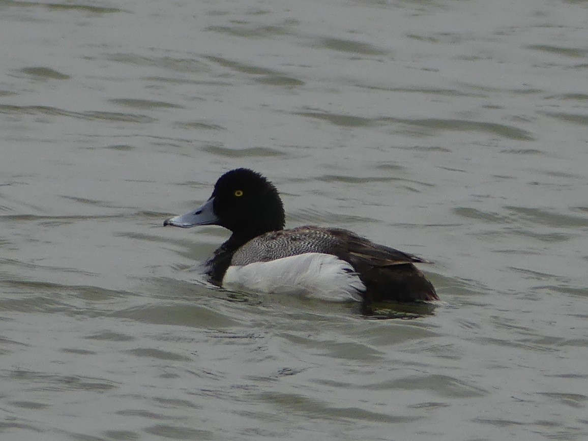 Greater Scaup - ML57781271
