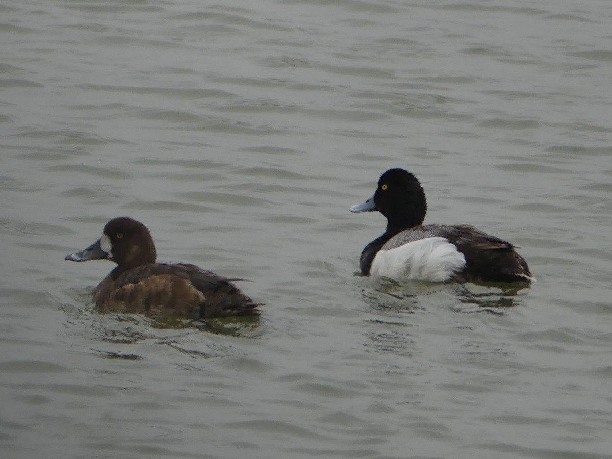 Greater Scaup - ML57781301