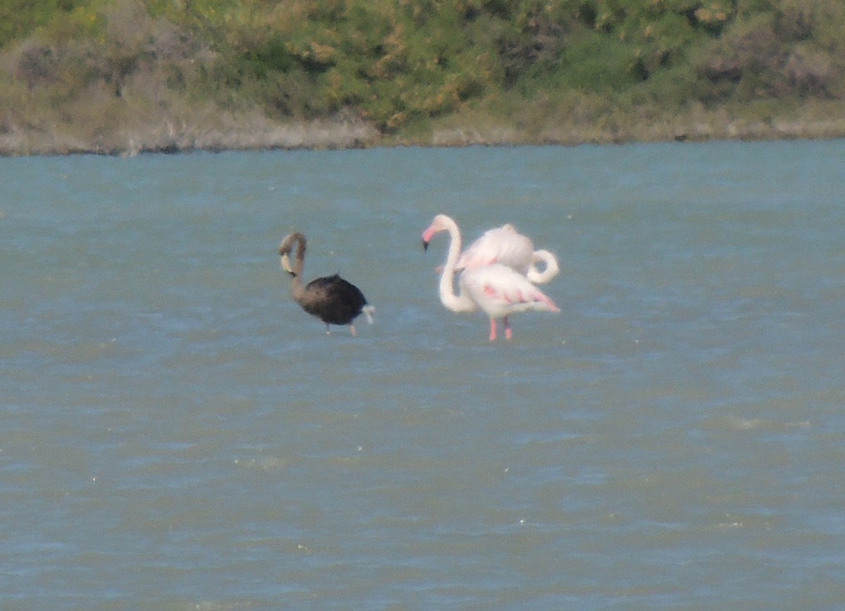 Greater Flamingo - Mark Easterbrook