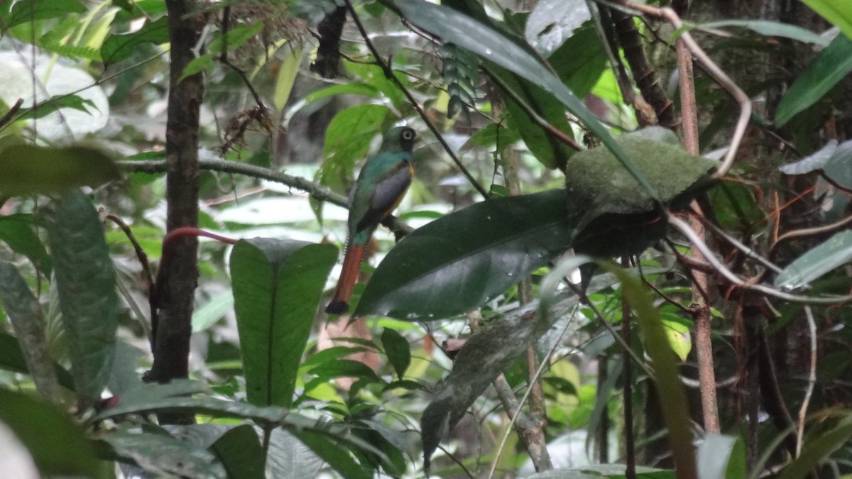 Amazonian Black-throated Trogon - Tim Forrester