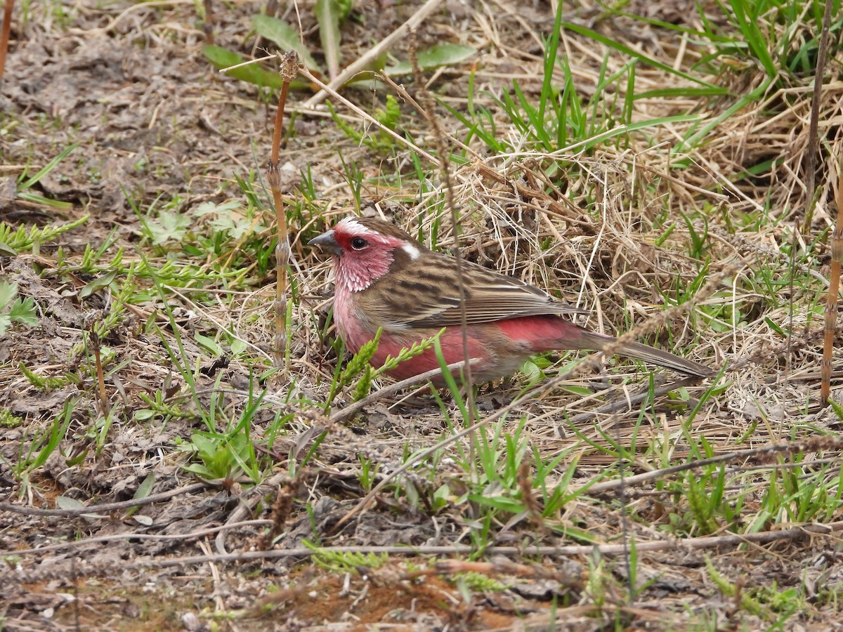 Chinese White-browed Rosefinch - 白 杨