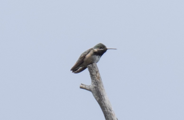 Calliope Hummingbird - ML577824601